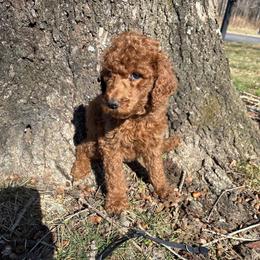 Black Collar - Red  female Poodle puppy in Henagar, Alabama from Windy Oak Kennels