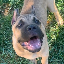 Cane Corso Puppies from Ironhide Cane Corso Italiano Kennels