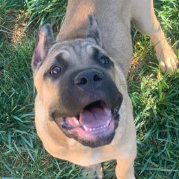 Cane Corso Puppies from Ironhide Cane Corso Italiano Kennels
