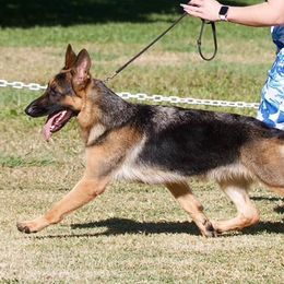 Australian Shepherds, French Bulldogs, and German Shepherds from Round of Apaws Canines