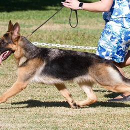 Australian Shepherds, French Bulldogs, and German Shepherds from Round of Apaws Canines