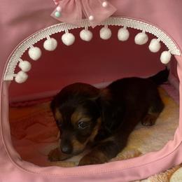 MIRA - Black and tan female Dachshund puppy in Elizabethtown, Kentucky from Teeny Tiny Puppy Tails
