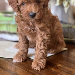 Poodle Puppies from Foxtrot Farm Poodles