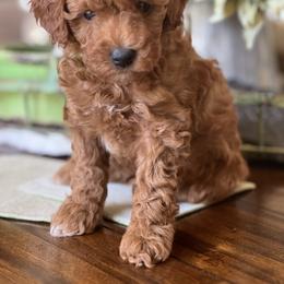 Poodle Puppies from Foxtrot Farm Poodles