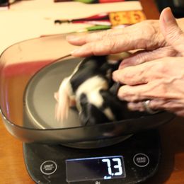 Triple Dot or Dotty - Tri-color Cavalier King Charles Spaniel puppy in Manahawkin, New Jersey from King Charles Cavalier Kennels