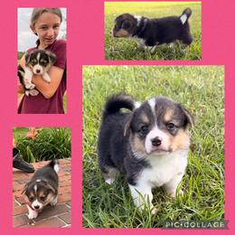 Josephine (Josie) - Black and tan female Pembroke Welsh Corgi puppy in Trout, Louisiana from Miss Red's Corgi Farm