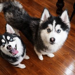 Gus - Black and white male Pomsky puppy in Bolton, Connecticut from Elle Pomsky