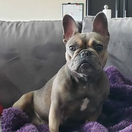Jade - French Bulldog