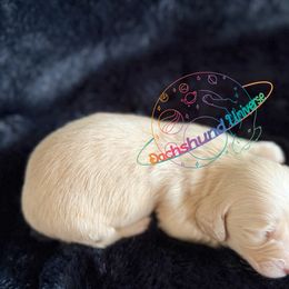 Cosmo - Cream male Dachshund puppy in Peyton, Colorado from Dachshund Universe