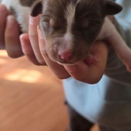 Clifford - Chocolate and white male Teddy Roosevelt Terrier puppy in Williamston, North Carolina from MOONSHINE TERRIERS
