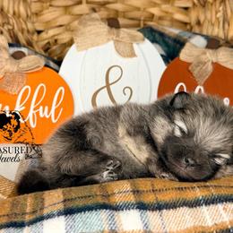 Max - Orange sable male Pomeranian puppy in Kingwood, Texas from Treasured Jewels Pomeranians
