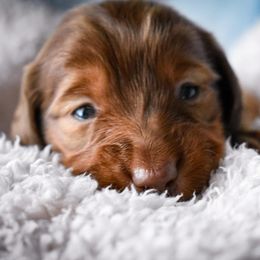 Dachshund Puppies from Catt Farms Longhaired Dachshunds