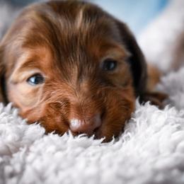 Dachshund Puppies from Catt Farms Longhaired Dachshunds