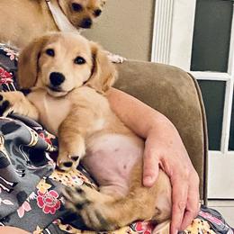 Dachshund Puppies from Meldox