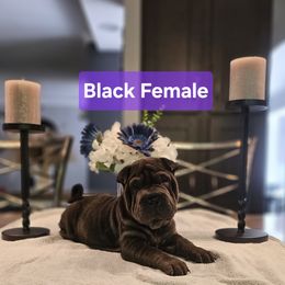 Black Girl - Black female Chinese Shar-Pei puppy in Blossvale, New York from CNY Shar Peis
