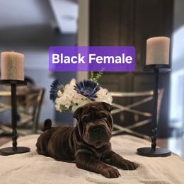 Black Girl - Black female Chinese Shar-Pei puppy in Blossvale, New York from CNY Shar Peis