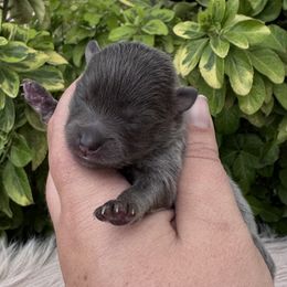 Hazel - Blue and tan female Pomeranian puppy in Sandia, Texas from Broken Arrow Poms