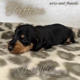 TAFFETA Half Russian Wire PET ONLY - Black and tan female Dachshund puppy in Alto, Texas from Double W Doxies