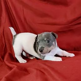 Otto - White and blue male Teddy Roosevelt Terrier puppy in Claremore, Oklahoma from Travelin' Man Terriers