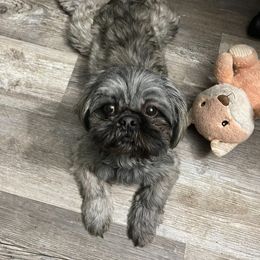 Millie - Shih Tzu