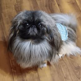Tindaro - Pekingese