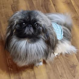 Tindaro - Pekingese