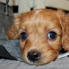 Cavapoo Puppies from Dogwood & Sassafras Companions