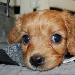 Cavapoo Puppies from Dogwood & Sassafras Companions