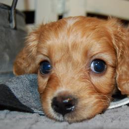 Cavapoo Puppies from Dogwood & Sassafras Companions