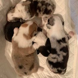American Corgi and Pembroke Welsh Corgi Puppies from Morse Corgis