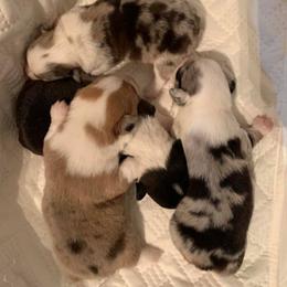 American Corgi and Pembroke Welsh Corgi Puppies from Morse Corgis