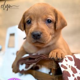 Purple Female - Yellow female Labrador Retriever puppy in Franklin, Virginia from Oak Hollow Retrievers