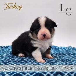 Turkey - Black and tan male Pembroke Welsh Corgi puppy in Pine Village, Indiana from NL Horsemanship