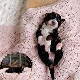 Clara - Tri-color female Bernedoodle puppy in Cold Spring, Minnesota from A.N.A. Doodles