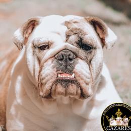 Hennessy - English Bulldog