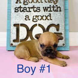 Border Collie and French Bulldog Puppies from JD French Bulldogs and Border Collies