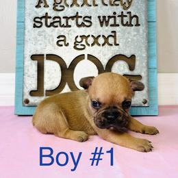 Border Collie and French Bulldog Puppies from JD French Bulldogs and Border Collies