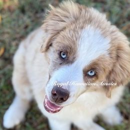 Melbourne - Miniature American Shepherd puppy from Royal Hawaiian Aussies LLC