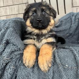 Ilka - Black and red female German Shepherd puppy in Garland, Maine from Vom Schön Traumhund