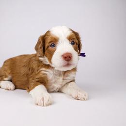 Queen Shanti (purple collar) - Merle female Bernedoodle puppy in Lehi, Utah from Heart J Bernedoodles