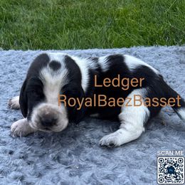 Ledger - Black and white male Basset Hound puppy in Sidney, Nebraska from Royal Baez Basset