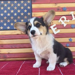 Pembroke Welsh Corgi puppies from Buckeye Corgi