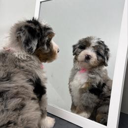 A Charlie Brown Christmas - Merle female Bernedoodle puppy in Hegins, Pennsylvania from Bubbling Springs Doodles, LLC