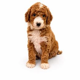 Oakley Ray aka Moose - Apricot male Goldendoodle puppy in Valdosta, Georgia from Designer Doodles of South GA