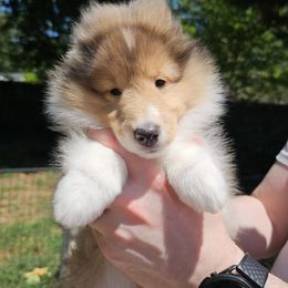 Shetland Sheepdog Puppies from Winterfell Shetland Sheepdogs