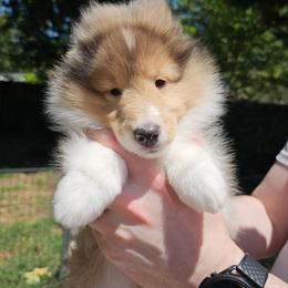 Shetland Sheepdog Puppies from Winterfell Shetland Sheepdogs