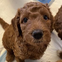 Bear - Red  male Goldendoodle puppy in Fulshear, Texas from Little Potatoes