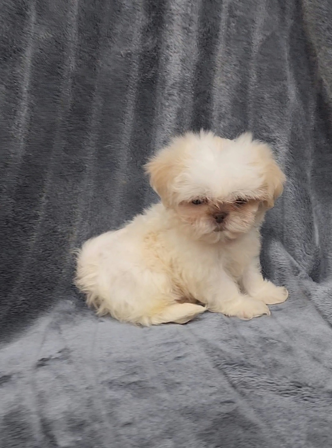 Boy 3 - Cream and white male Shih Tzu puppy in Tampa, Florida from Fancy Shih Tzus Florida
