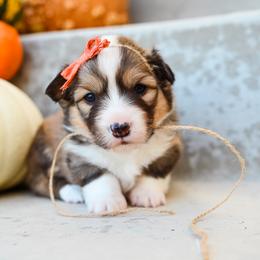 Twinkie - Red female Pembroke Welsh Corgi puppy in Mona, Utah from Sorensen Corgis