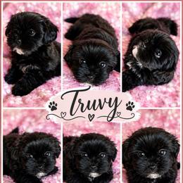 Truvy - Black and white female Shichon puppy in St. Johns, Florida from Log Cabin Teddy Bears